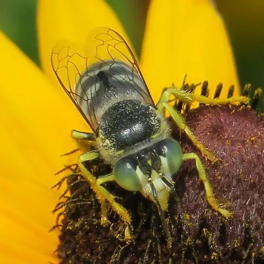 thumbnail for publication: American Sand Wasp (suggested common name), Bembix americana Fabricius, 1793 (Insecta: Hymenoptera: Crabronidae: Bembicinae)